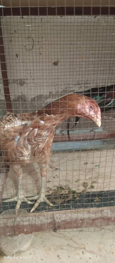 Aseel Hens