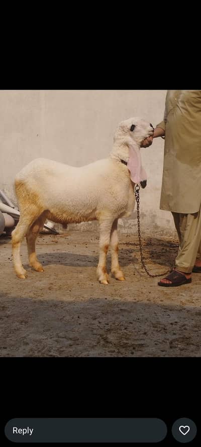 Qurbani k lye Bakry or chtry