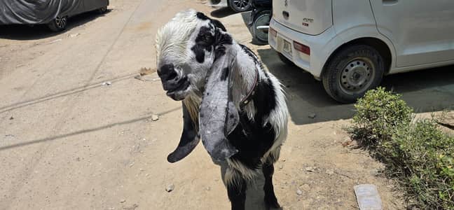 Pure Bertal Breeder Bakra - High Quality 4 Teeth