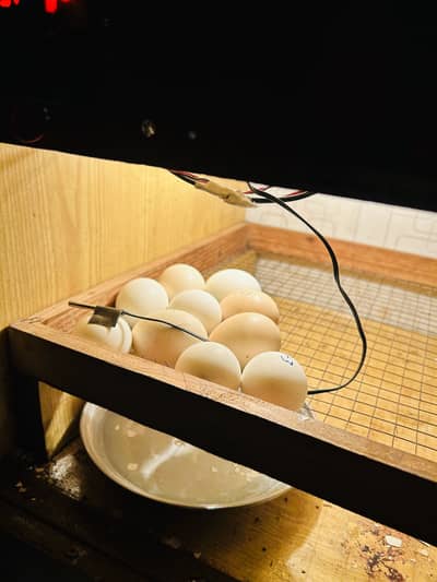 Incobator in 100 egg fertility
