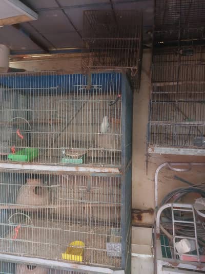 lovebirds