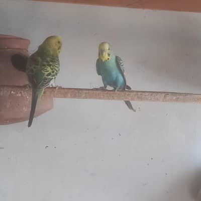 budgies