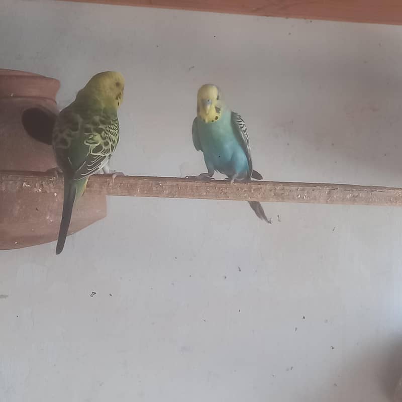 budgies 0