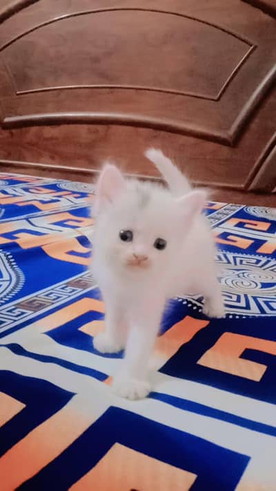 Persian cat Available and Cash on delivery
