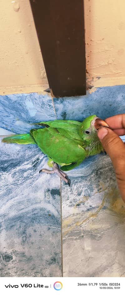 Male Ring neck covered baby for sell