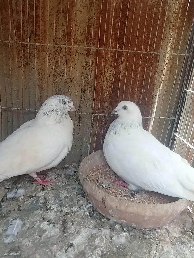 motiwala — photo 3