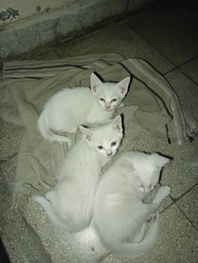 Mix breed kittens