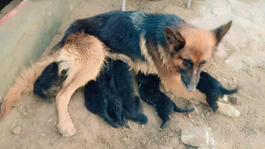 Dog for sale