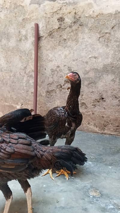 2 aseel hens for sale WhatsApp only