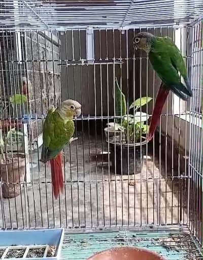 pineapple and yellowsided conure