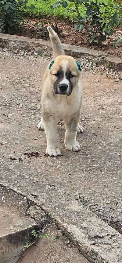 Pure Alabai Puppy from Imported Bloodlines