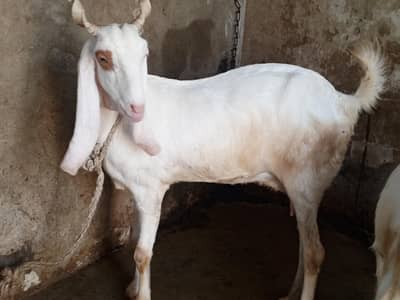 gulabi cross bakri 4dant  qurbani k leyai