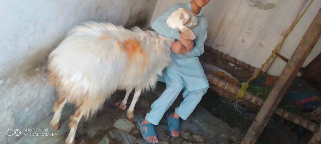 وطنی دمبہ 5