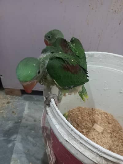 jumbo size raw chicks