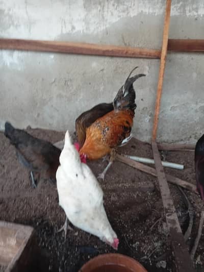 8 misri murga Murgi for sale