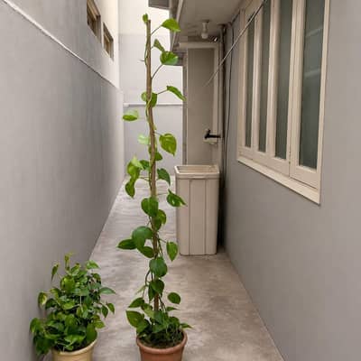 BEAUTIFUL MONEY PLANT