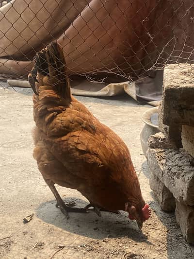 2 Hens For Sale