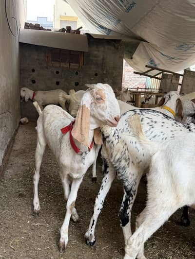 Qurbani bakra eid 2026