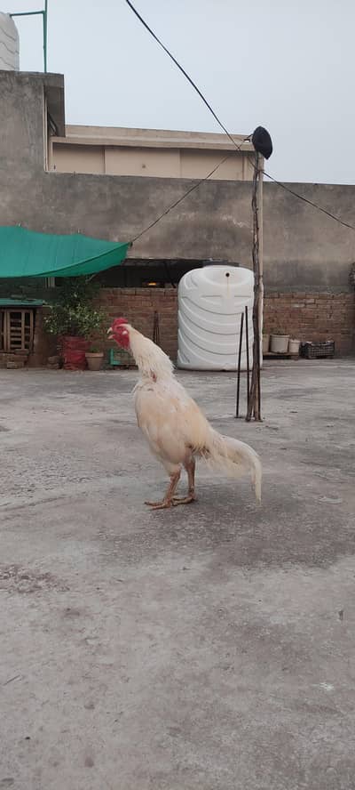 Hera Aseel