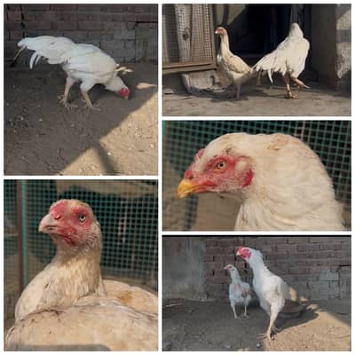 Top quality Pure Aseel heera breed