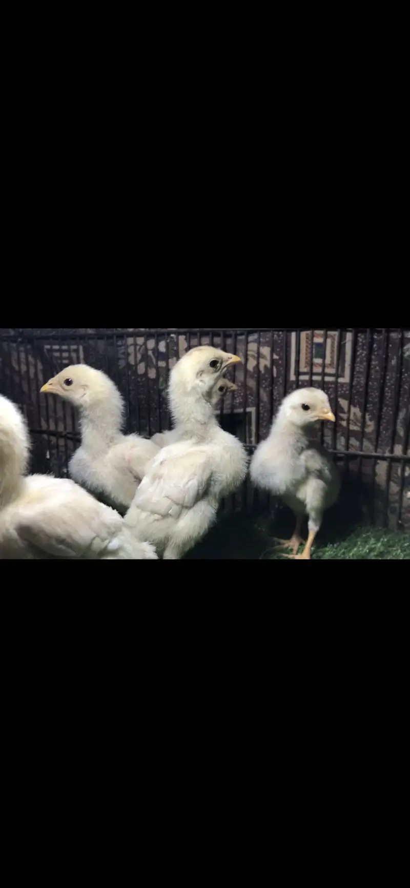 Top quality Pure Aseel heera breed — photo 9