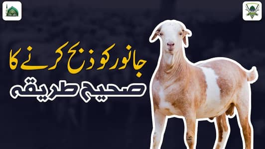 Qurbani ka janwar Zibah krwany k Liye Rabta Kry