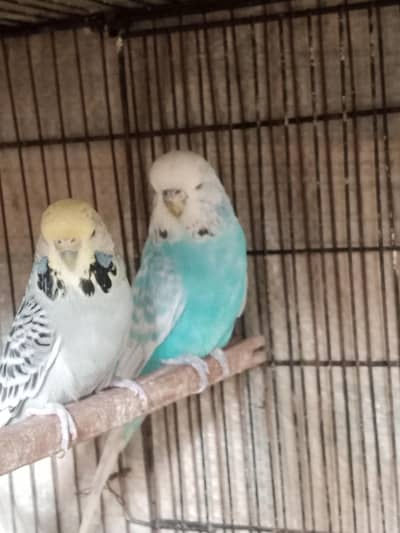 exhibition pair