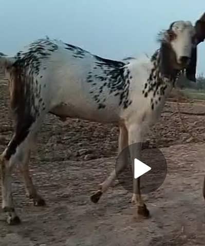qarbani KY ly Bakra for sale 2no bhi hy what's app 0302aa7308aa921