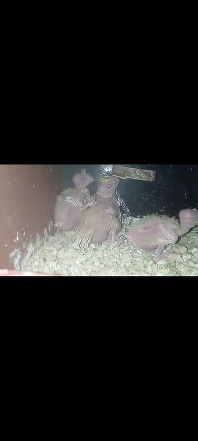 cocktail ,Lotino chicks