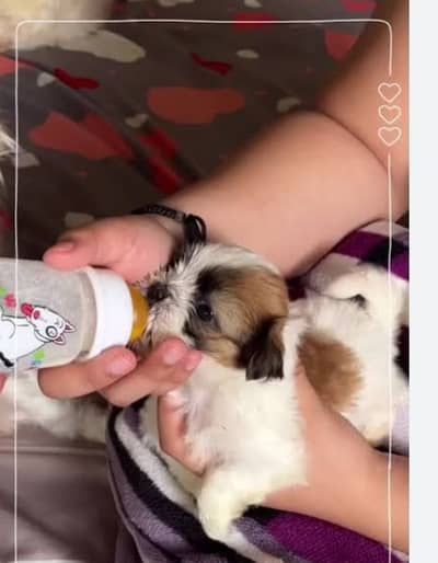 shitzu puppy for sale 03007284220