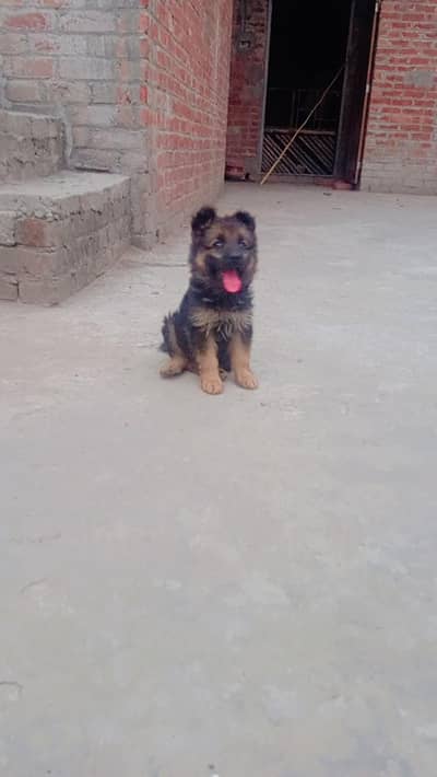 Pure German shepherd puppy