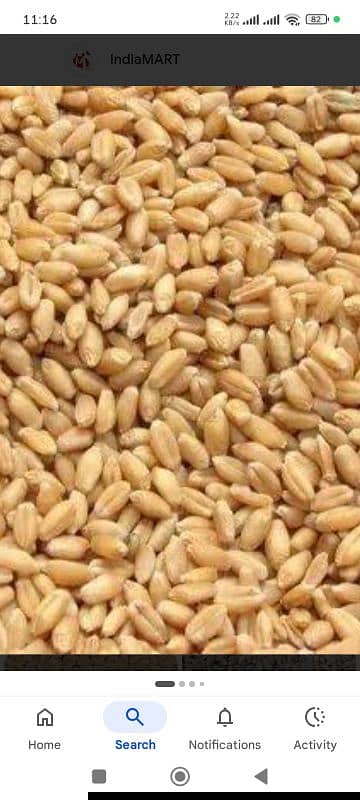 desi wheat available in Rawalpindi
