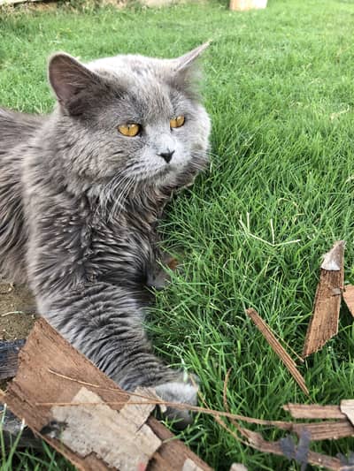 Persian male cat for sale,