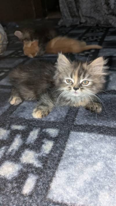 sale kittens