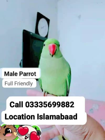 Hand Tamed Full Friendly Green Ring Neck Male Parrot Jumbo Size