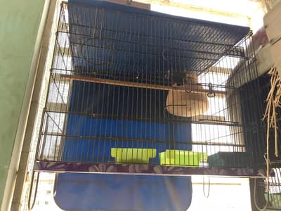 creamino and budgies for sale