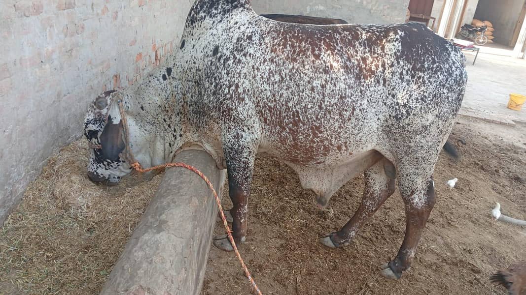 ماشاءاللہ صحت مند اور خوبصورت جانور  قربانی 2