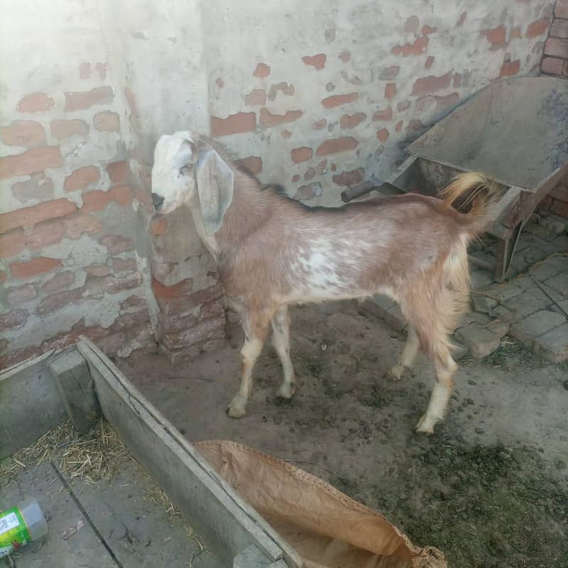ماشاءاللہ صحت مند اور خوبصورت جانور  قربانی 4