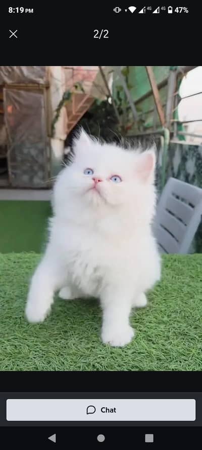 Persian cat for sale my WhatsApp number  03703659905
