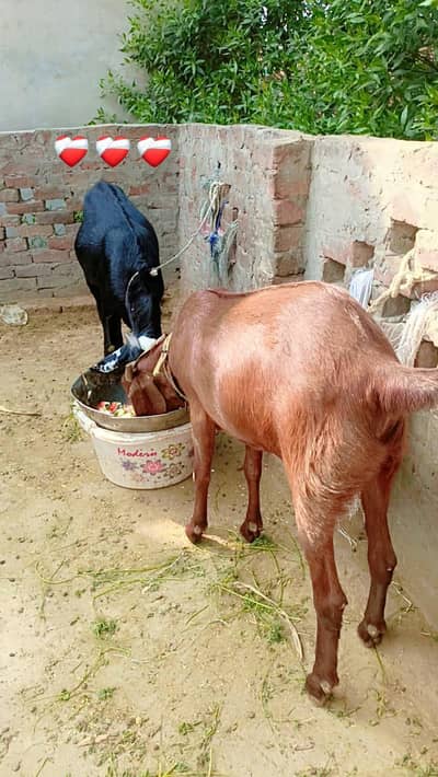Qurbani heavy weight bakry vip 2