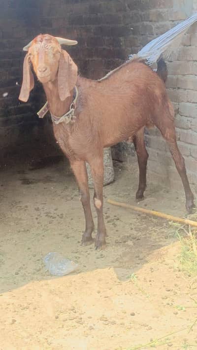 Qurbani heavy weight bakry vip 2