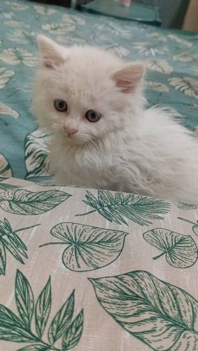 cat 3 month for sale