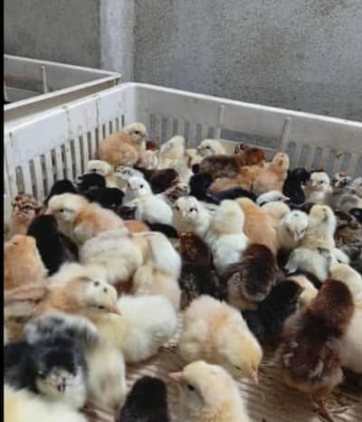 Golden Misri Chicks for sale only 140 Rs