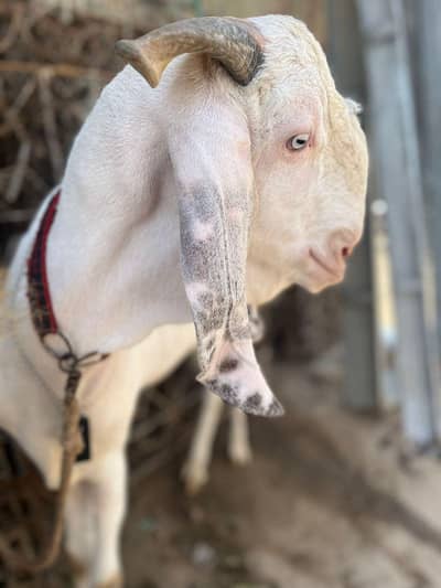 RAJANPURI Goat