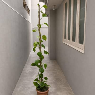 BEAUTIFUL MONEY PLANT