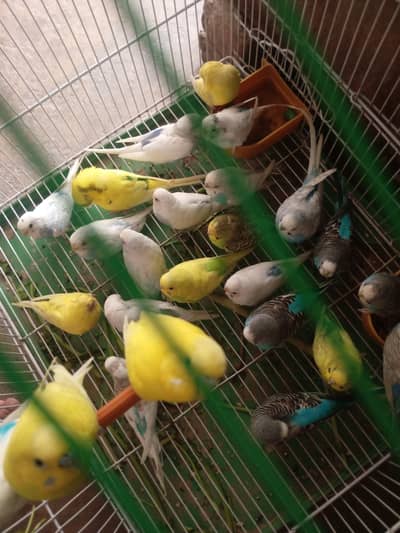 Australian Birds, Love Birds, Fisheries and others