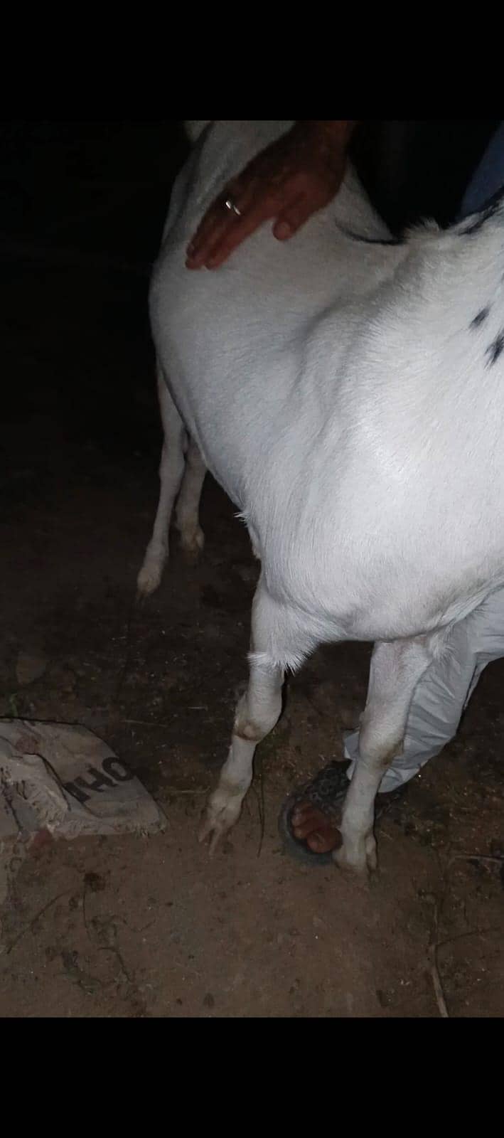 Goats 0