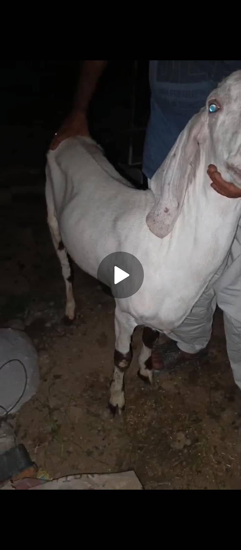 Goats 1