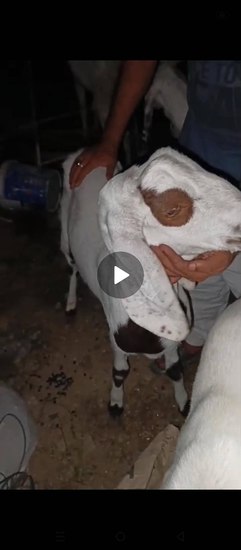 Goats 2