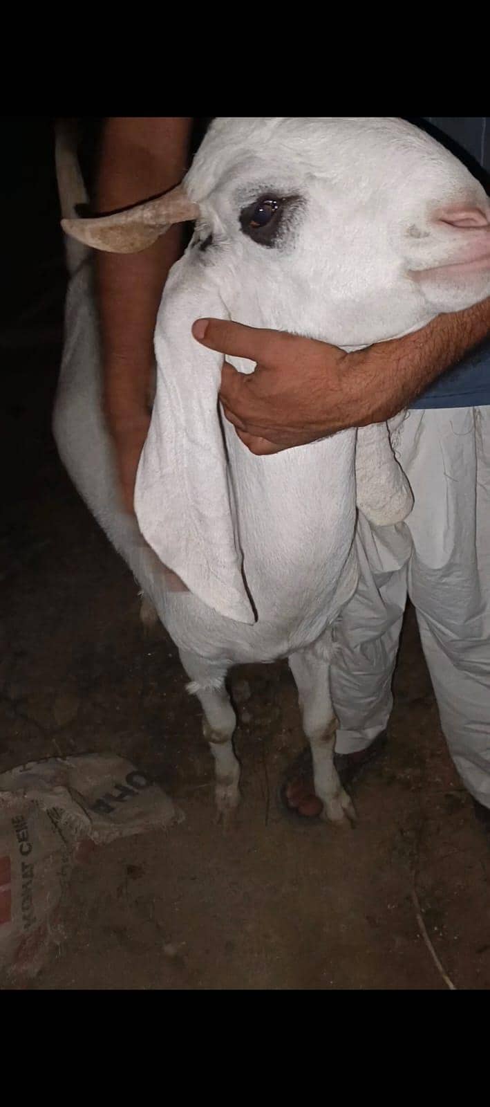 Goats 3